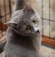 Очень красивые котята (6 мес.) в поисках дома