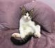 Очень красивые котята (4 мес.) ищут дом