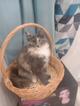 Очаровательные котята (6 мес.) ищут дом