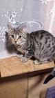 Очень красивый котята (4 мес.) в поисках дома