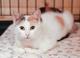 Эксклюзивные котята (10 мес.) в дар