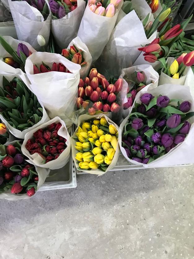 Продажа тюльпанов оптом