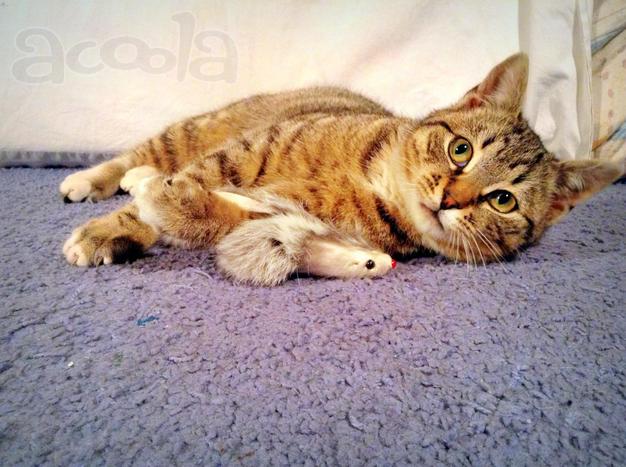 Мужичок с коготок ищет дом (котенок в дар)