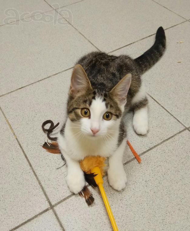 Котенок Лола, 9 мес в дар