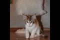 Кошечка мейн кун с документами