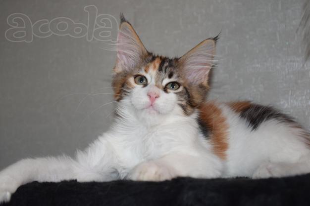 Котята мейн кун. Кошечка Арлин