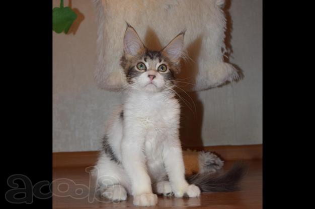 Котята мейн кун с документами