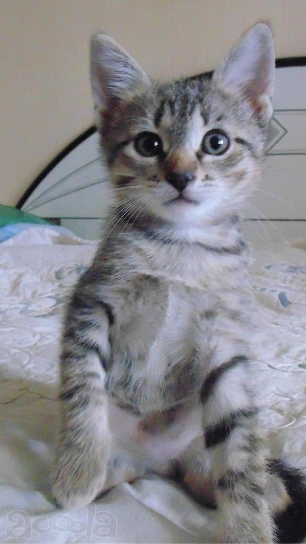 Котенок Тарас в дар