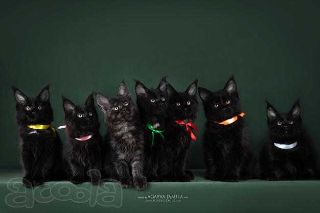Мейн-кун котята кистястые брутальные красавчики