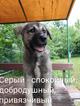 5 щенков ищут хозяев