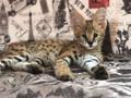 Продам котят Ласковые, нежные, доставка в любой регион.