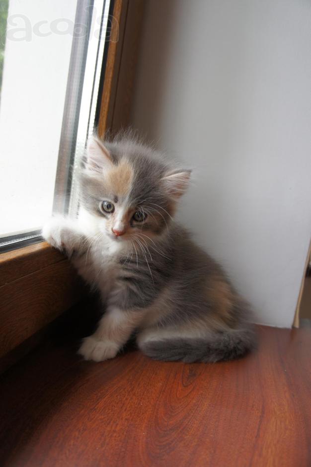 Котята 2 месяца