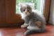 Котята 2 месяца