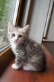 Котята 2 месяца