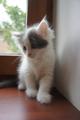Котята 2 месяца