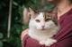 Котик Вилли ищет дом!