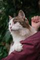 Котик Вилли ищет дом!