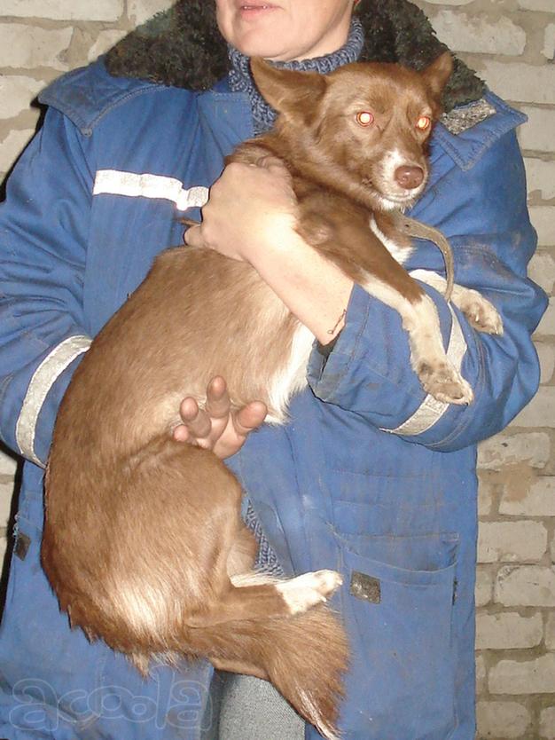 В самые надежные руки нежную, маленькую, брошенную собаку.