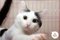 Котенок Артур ищет дом