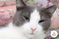 Котенок Момото ищет уютный дом