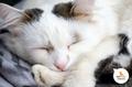 Котик Шуберт ищет дом и поддержку
