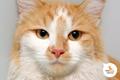 Котик Сильвер ищет дом