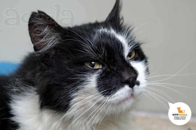 Котик Серафим ищет дом