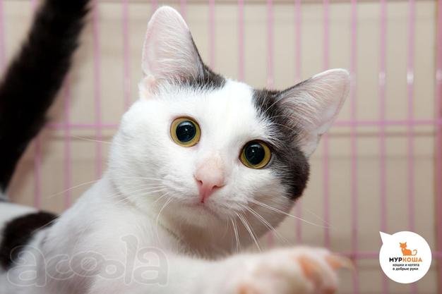 Котенок Артур ищет дом