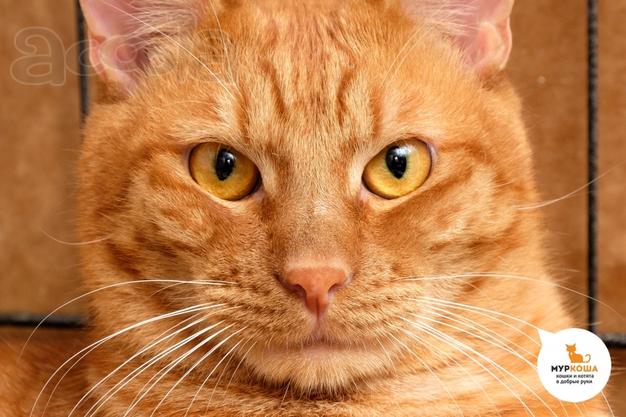 Котик Бобик ищет любовь
