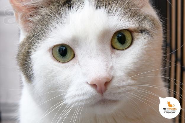 Котик Бриан ищет дом
