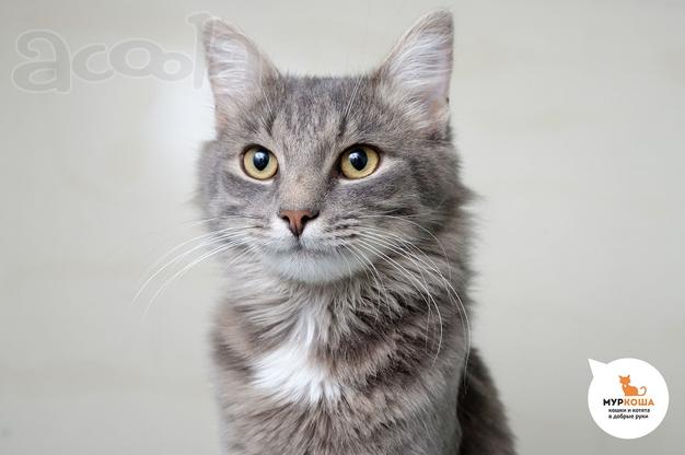 Котик Дюшес ищет дом