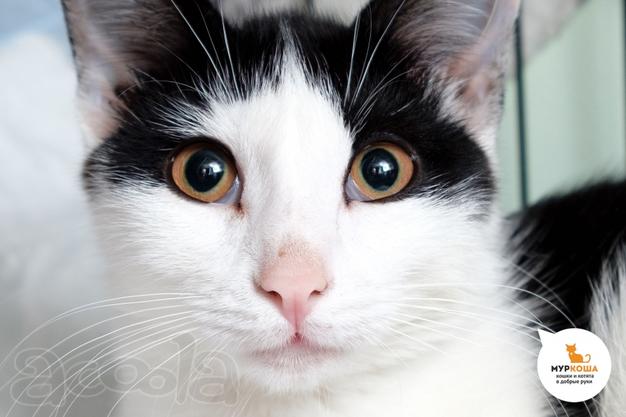 Котик Хвостик ищет дом