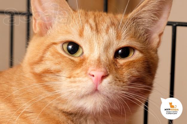 Котик Кипарис ищет дом