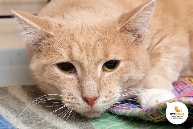 Кот Котофей ищет дом