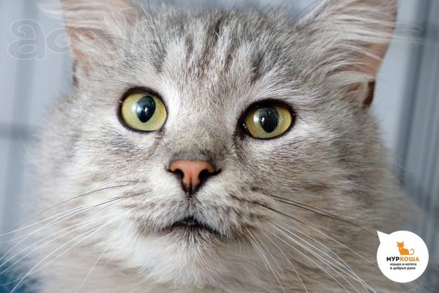 Котик Красавчик ищет дом