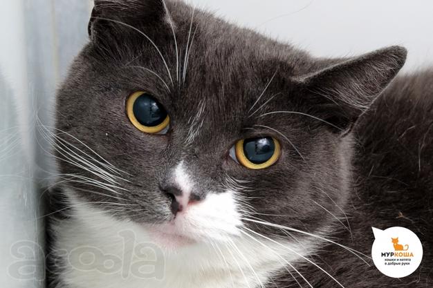 Котик Марсель ищет дом