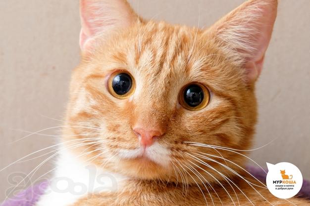 Кот Отличник ищет дом