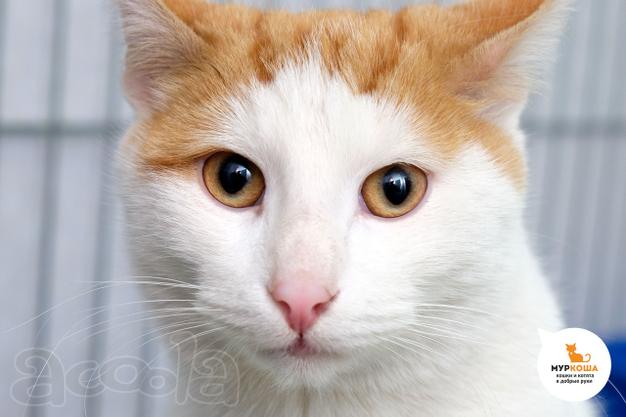 Котик Рори ищет дом