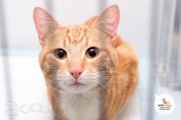 Котик Саймон ищет дом