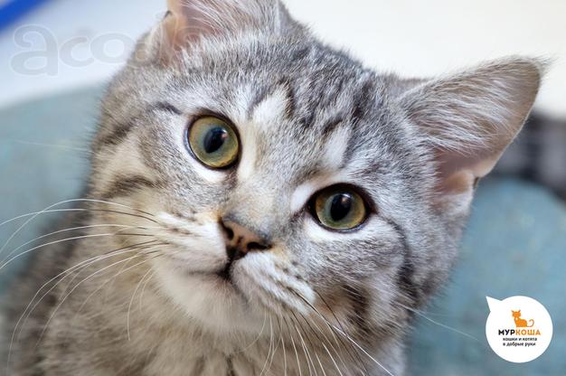Котик Толик ищет дом