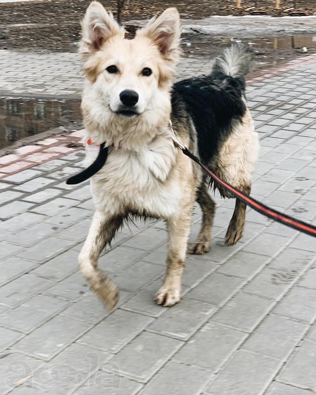 Собака в дар в добрые руки на всю жизнь. P.s. твой друг Боня.