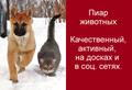 Качественный, ежедневный пиар кошек и собак в интернете
