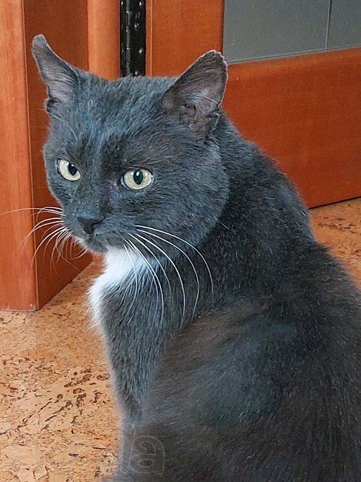 Трогательный и благодарный молодой умнейший котик Вася в добрые руки
