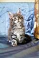 Клубный котенок Мейн Кун
