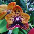 Орхидея phalaenopsis zheng min anaconda