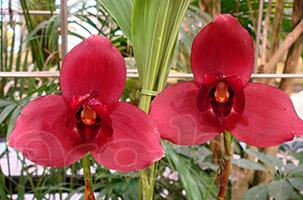 Орхидея Lycaste Fire Bird