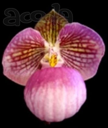 Орхидея Paphiopedium Micranthum mature красивые листья и отличные корни