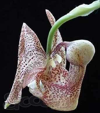 Орхидея (очень редкая) Coryanthes mastersiana