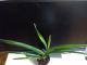 Орхидея Cymbidium Eastern Wind (variegata)