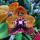Орхидея phalaenopsis zheng min anaconda